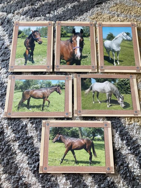 Pohľadnice koní nepopísané 6ks,