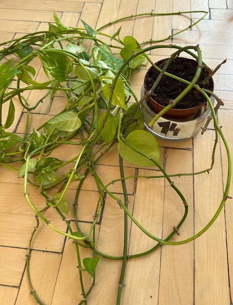 Rastlina epipremnum aureum č.14,