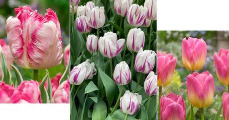 Luxusne holandske tulioany za zlomok ceny, 