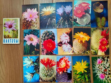 Obrázky kaktusy, 