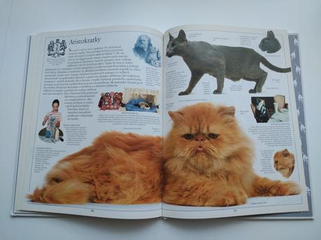 Mačky, 