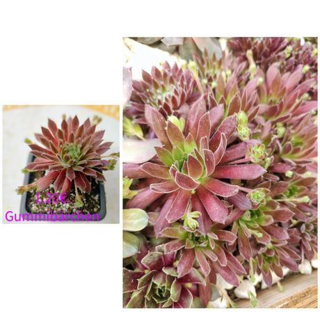 Sempervivum - skalná ruža, 