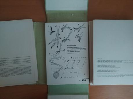 Biologický náčrtník, 