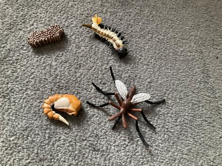 Zivotny cyklus komar + karty, 