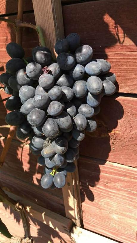 Džemik domáci 370 ml,, 