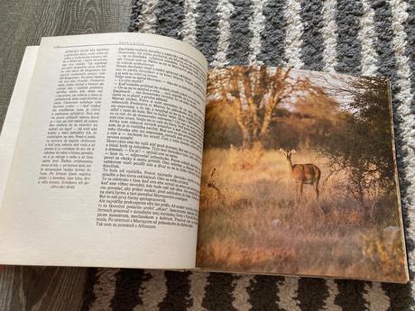 Lev nie je kráľom zvierat-prvé vyd.1981, 