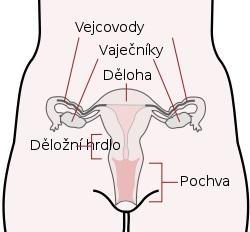 Schematické znázornenie ženskej pohlavnej sústavy