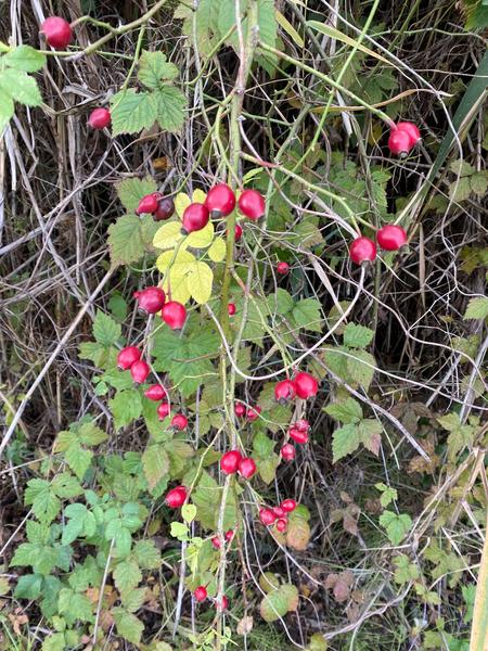 Môžem si šípky na čaj pomýliť s iným kríkom?