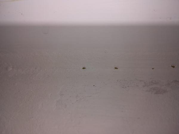 Čo sú tieto chrobáky v kuchyni?