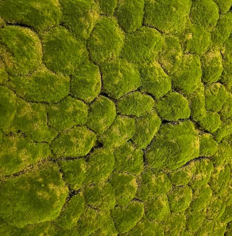 Machová stena 2,37 x 0,5 m,