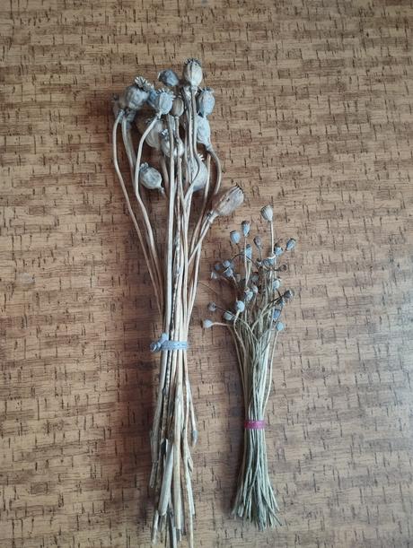 Makovice cena spolu,