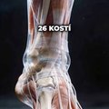 tajomstvo ludskeho chodidla ludske ch