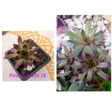 Sempervivum - skalná ruža, 