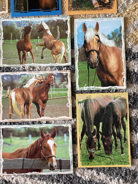 Pohľadnice koní nepopísané 11ks,