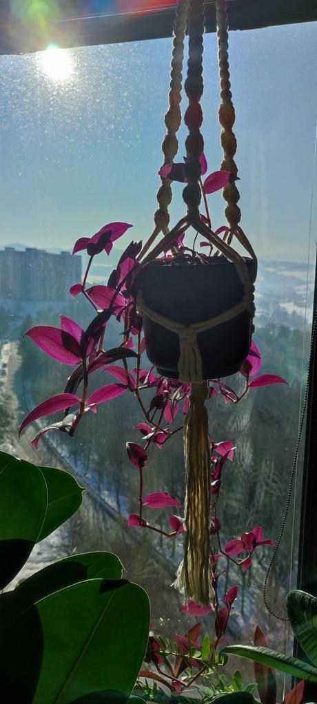 Tradescantia zebrina, 