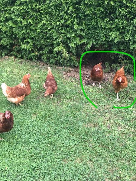 Sliepky neznášajú