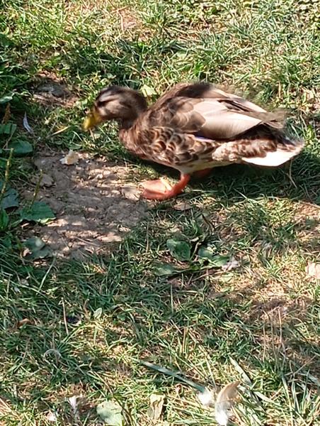 Ako zastaviť kačky, aby nevnikli do domu?