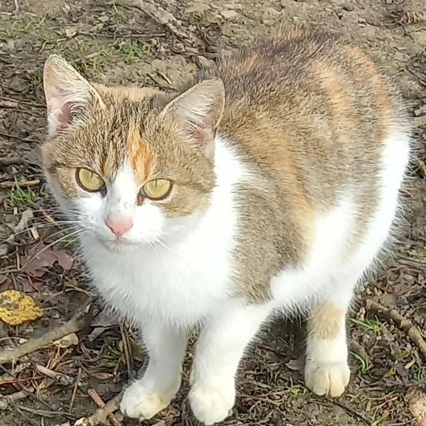 Máte záujem o adoptovanie mačičky?