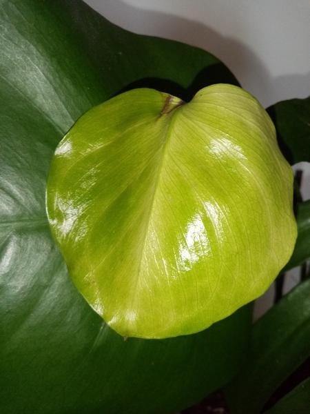 Prečo má moja monštera žlté listy?