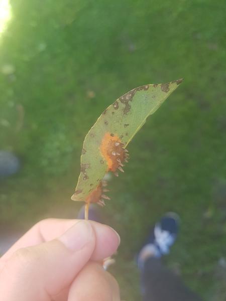 Aký škodca mohol napadnúť hrušku?