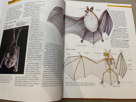 Savci vědomosti v kostce anatomie chování oblasti, 