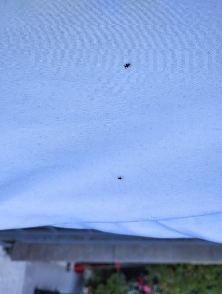 Je to blcha alebo ploštica?