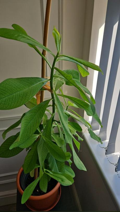 Gumovník alias synadenium grantii, 