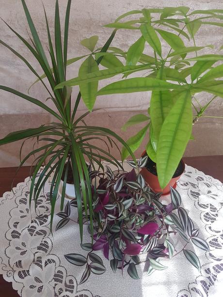 Vzdyzelene izbove kvety / rastlinky - rozne,