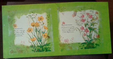 Obrázok rastlinková dvojka, 