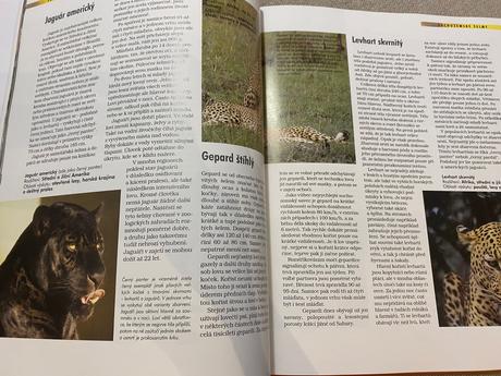 Savci vědomosti v kostce anatomie chování oblasti, 