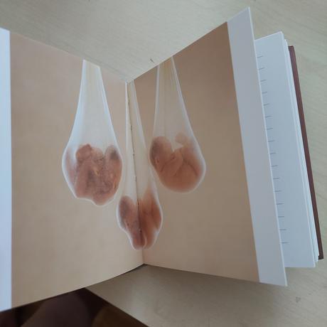 Zápisník anne geddes, 