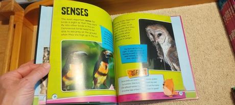 Izzi howel - factcat- birds,