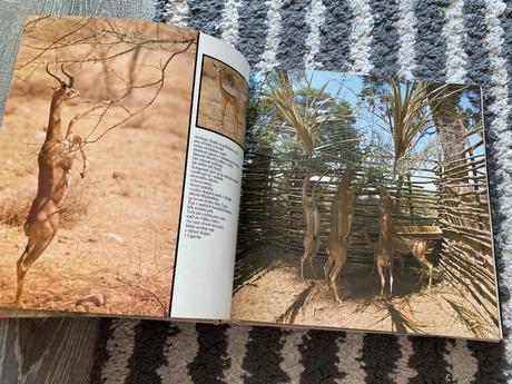 Lev nie je kráľom zvierat-prvé vyd.1981, 