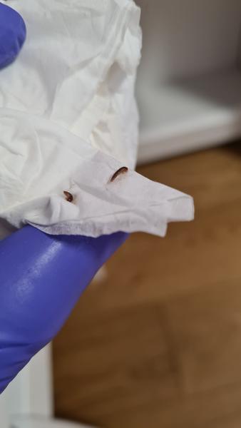 Ako identifikovať larvy nájdené v domácnosti?