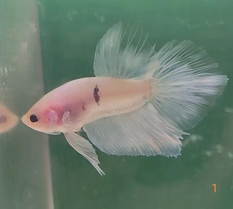 Bojovnice, samec, samica,