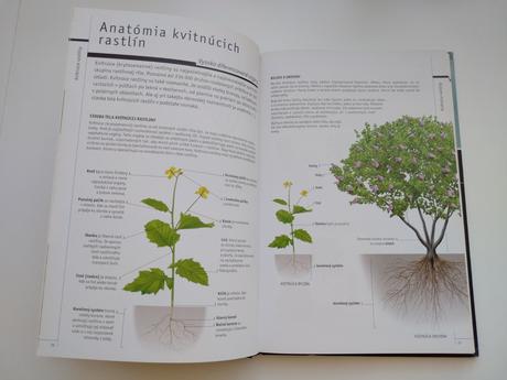 Encyklopédia rastliny,
