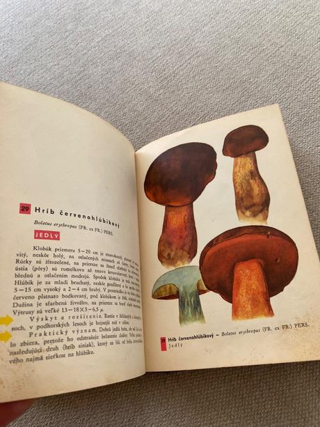 Vreckový atlas húb pilát ušák, 