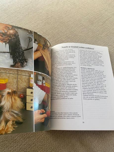 Yorkšírský teriér jak o něj správně pečovat a rozu,