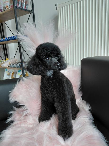 Salón pre psov lusi , ponúkam kompletnú úpravu psí,