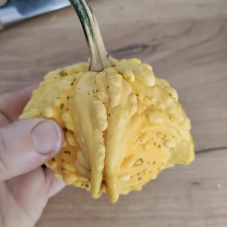 Semienka tekvice, bylinky, kvety,