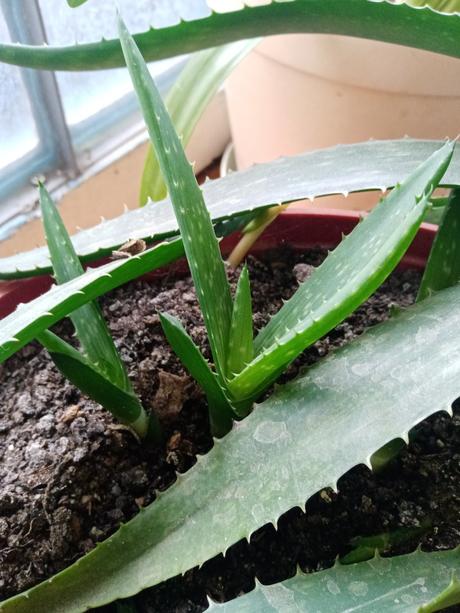 Aloe vera, 