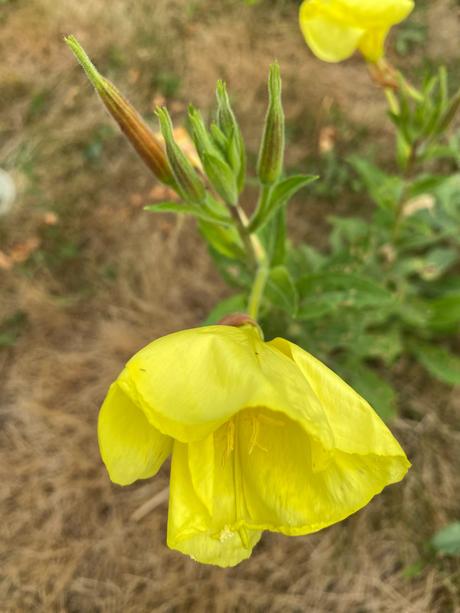 Pupalka veľkoplodá -oenothera macrocarpa - semená,