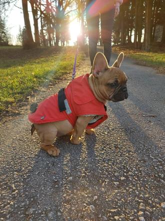 Oblečenie pre šteniatko, 