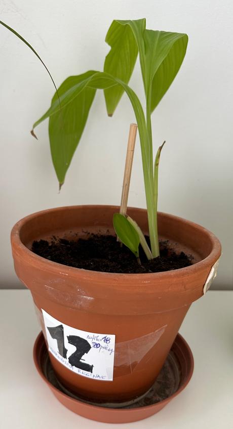 Strelitzia reginae č.12 za 5eur, 