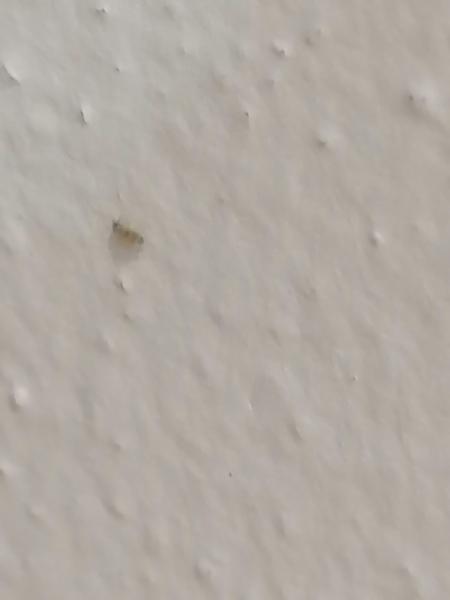 Je toto prosím ploštica ?