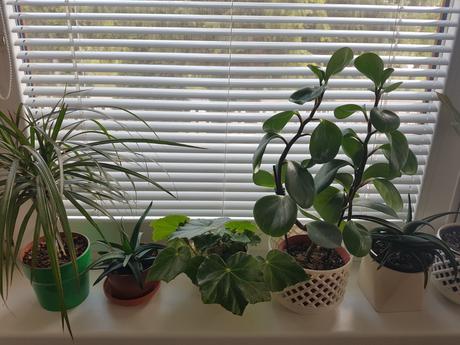 Vzdyzelene izbove kvety / rastlinky - rozne,