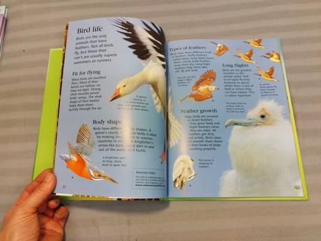 Usborne first encyclopedia of animals nsu23, 