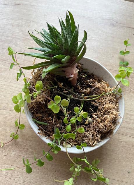 Darujem izbové kvety, 