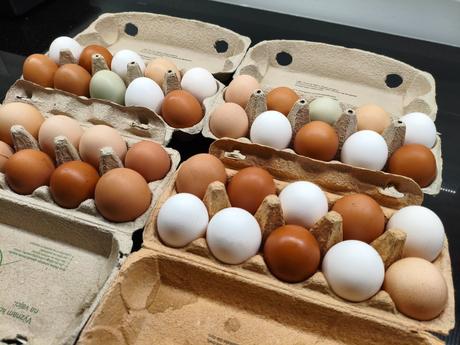Domáce vajíčka z voľného výbehu, 