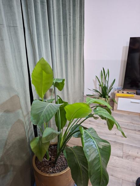 Strelitzia 135 cm s kvetináčom, 